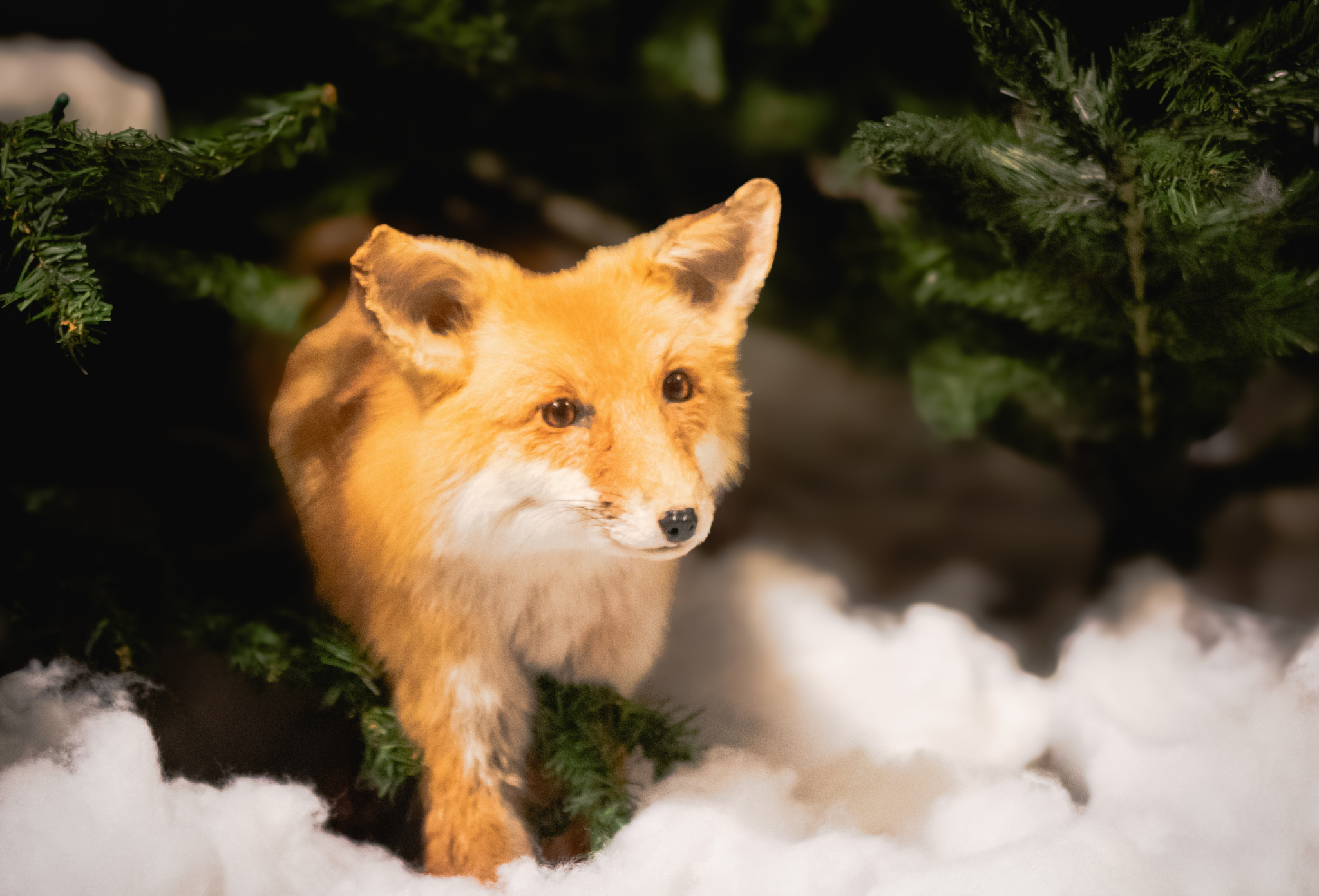 Country Critters: Our Wild Neighbors exhibit at the Mathews Museum